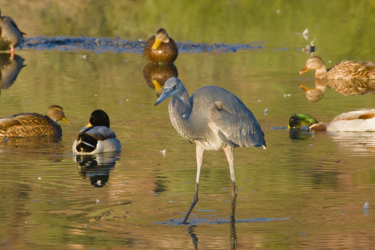 Koartza hauskara amerikarra - ML646155439