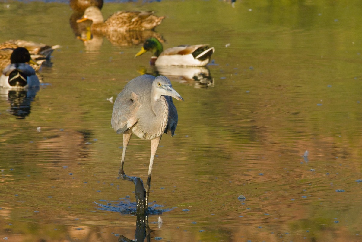 Koartza hauskara amerikarra - ML646155441