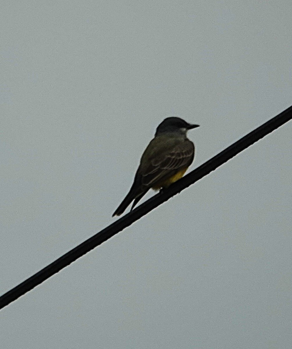 Cassin's Kingbird - ML646155442