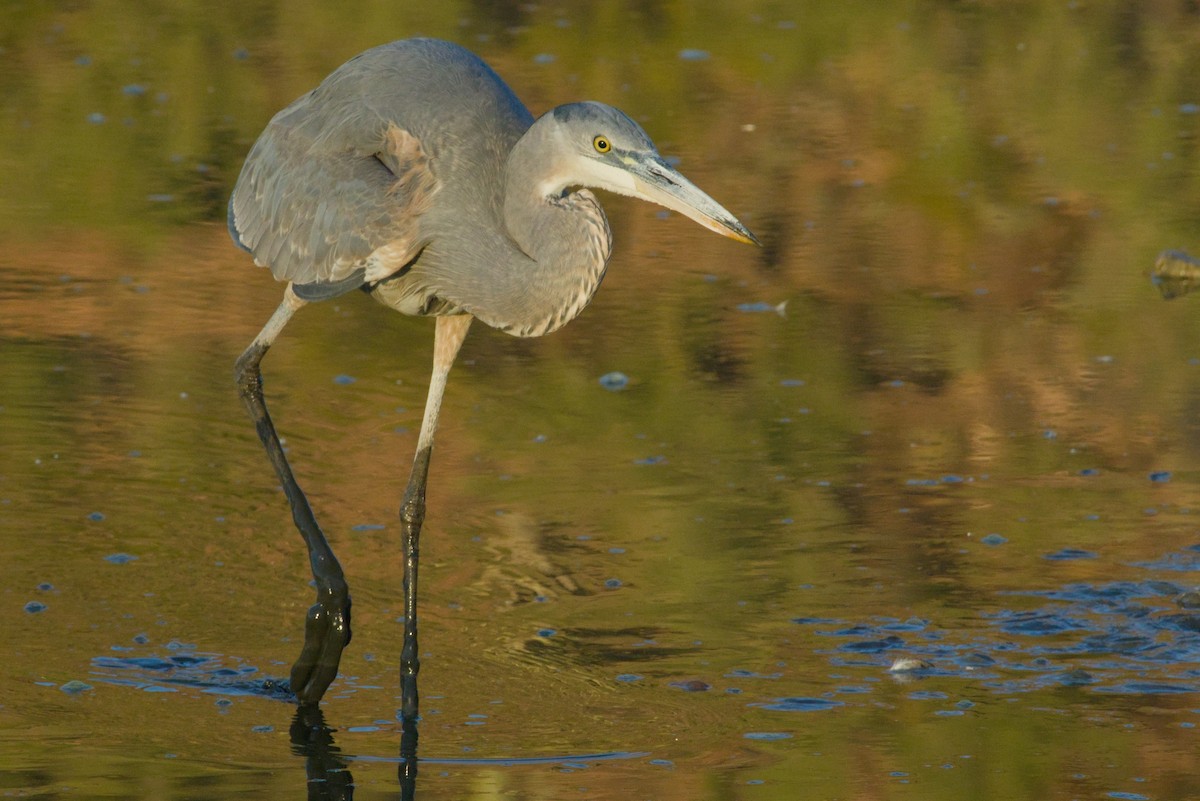 Koartza hauskara amerikarra - ML646155443