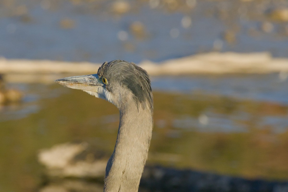 Koartza hauskara amerikarra - ML646155446