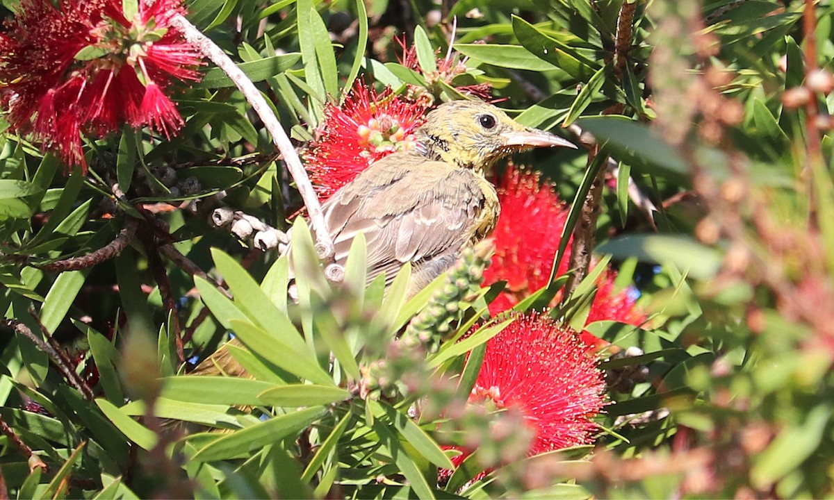 Hooded Oriole - ML646155447