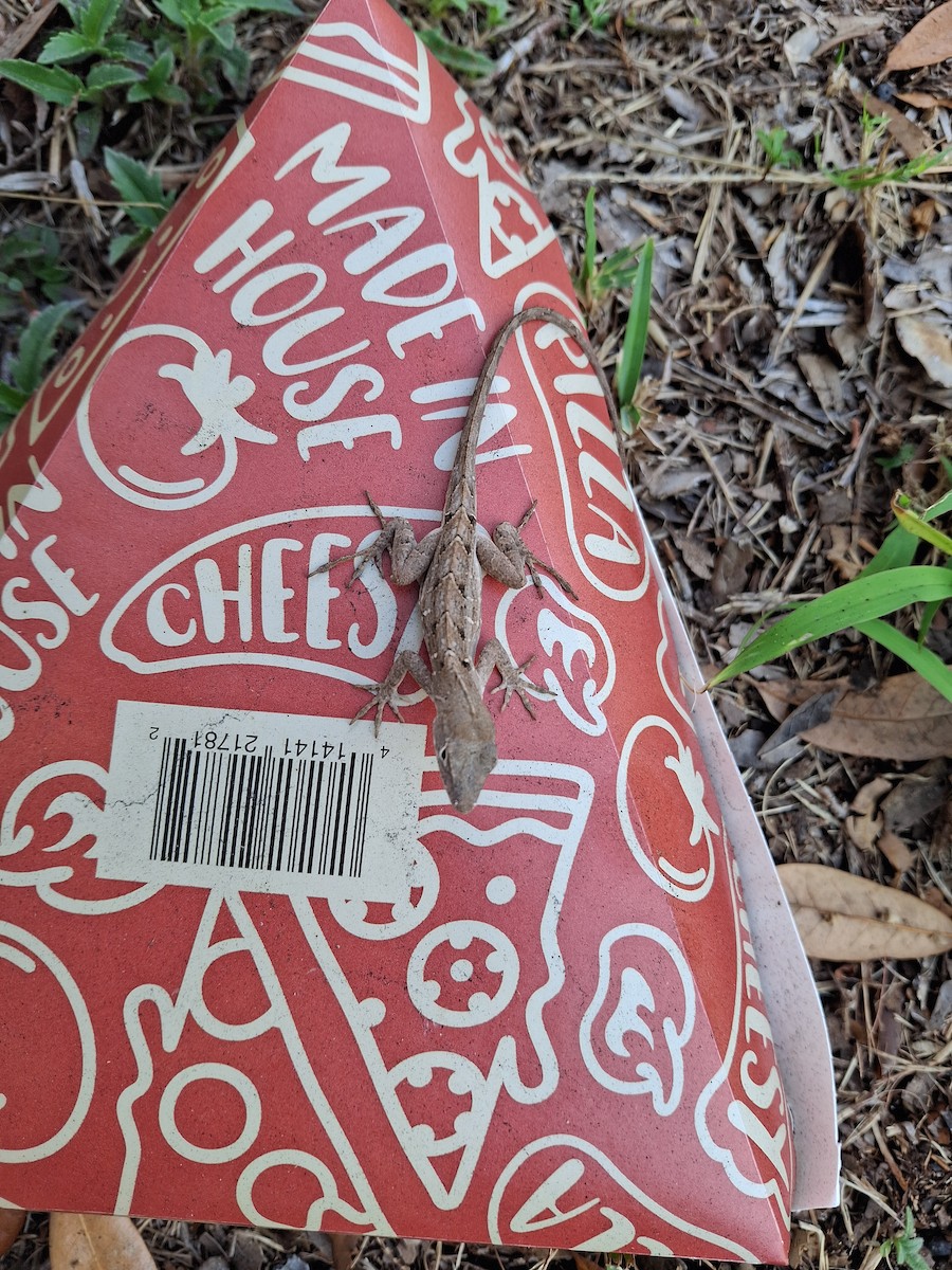 Animals - ML646155454