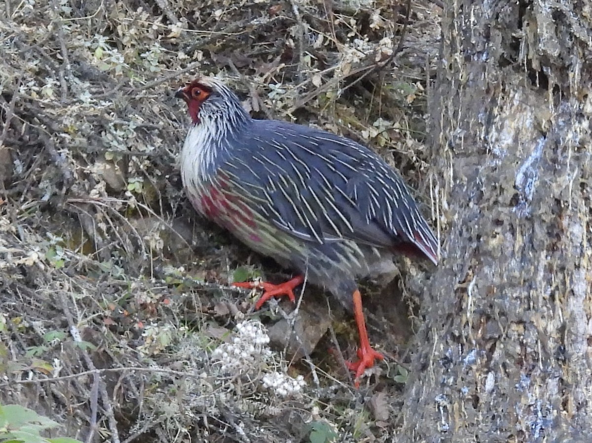 Blood Pheasant - ML646155460