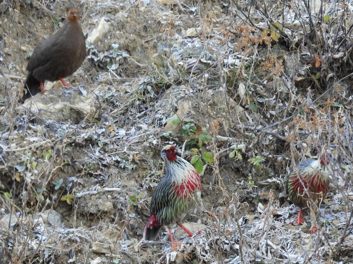 Blood Pheasant - ML646155461