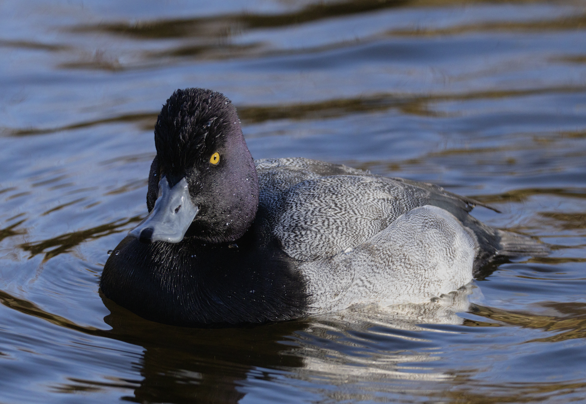 Greater/Lesser Scaup - ML646155462