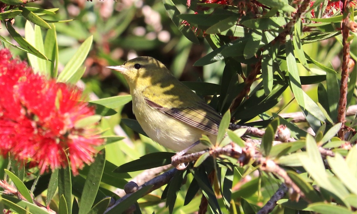 Tennessee Warbler - ML646155463
