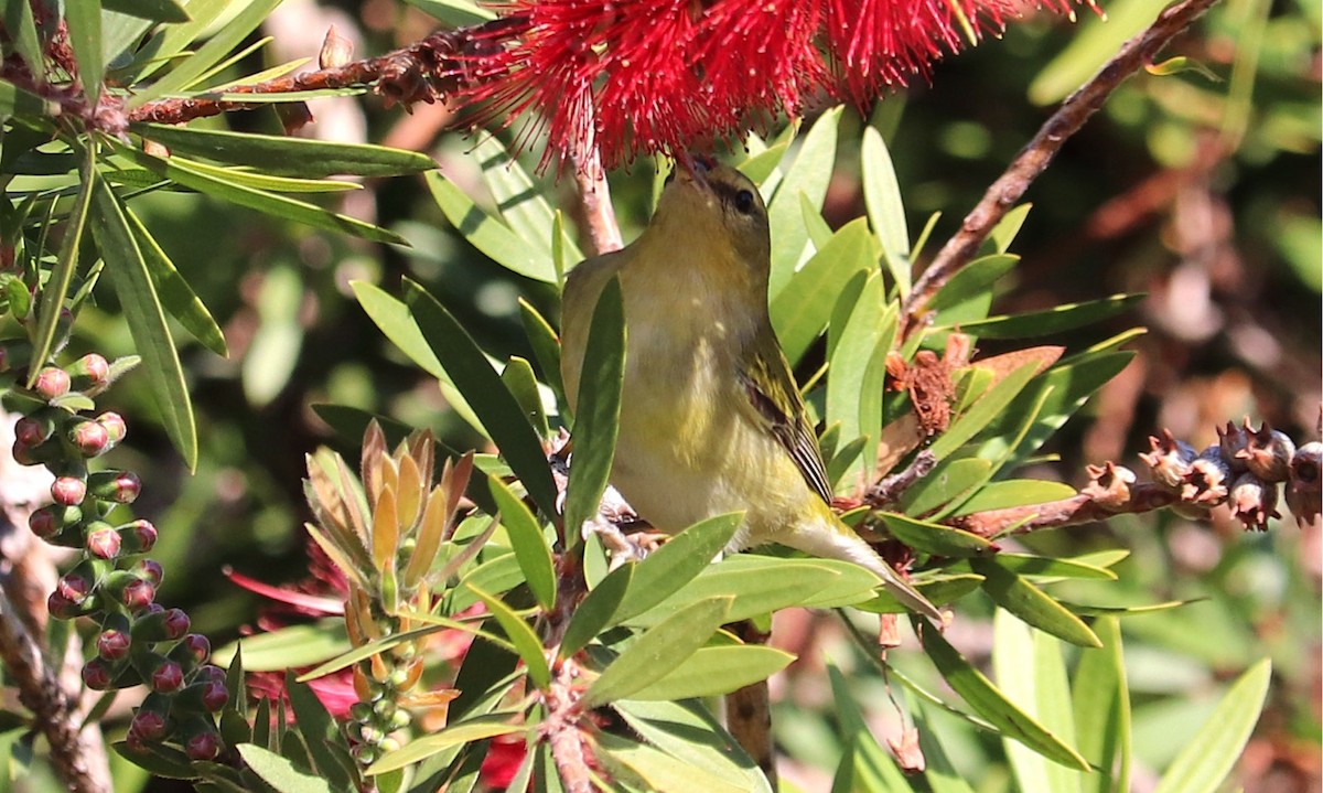 Tennessee Warbler - ML646155464
