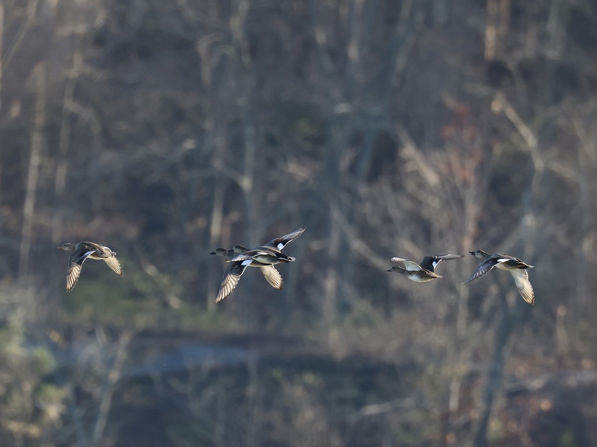 Gadwall - ML646155470