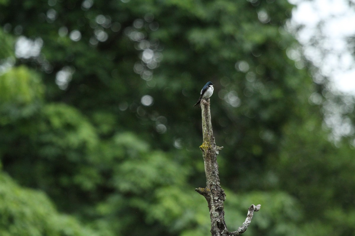 Tree Swallow - ML646155477