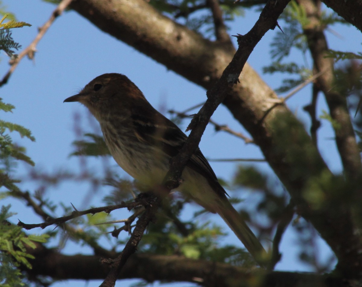 Bran-colored Flycatcher - ML646155479