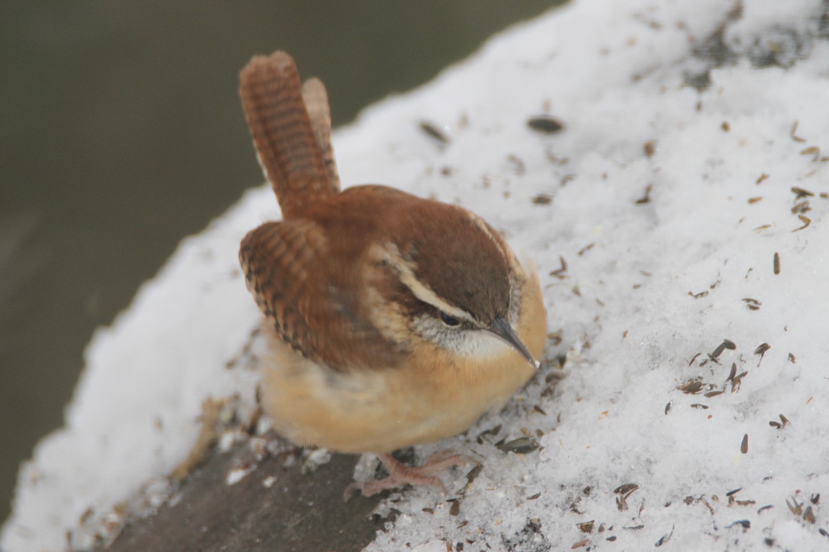 Carolina Wren - ML646155480