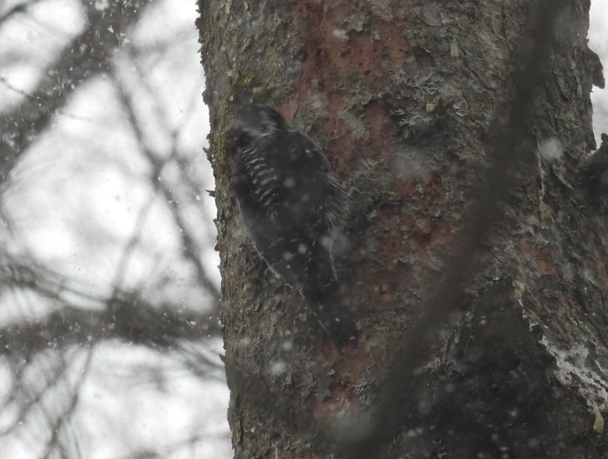 American Three-toed Woodpecker - ML646155490