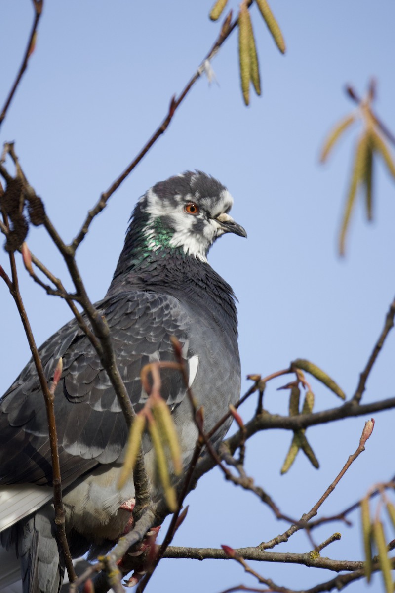 holub skalní (domácí) - ML646155494