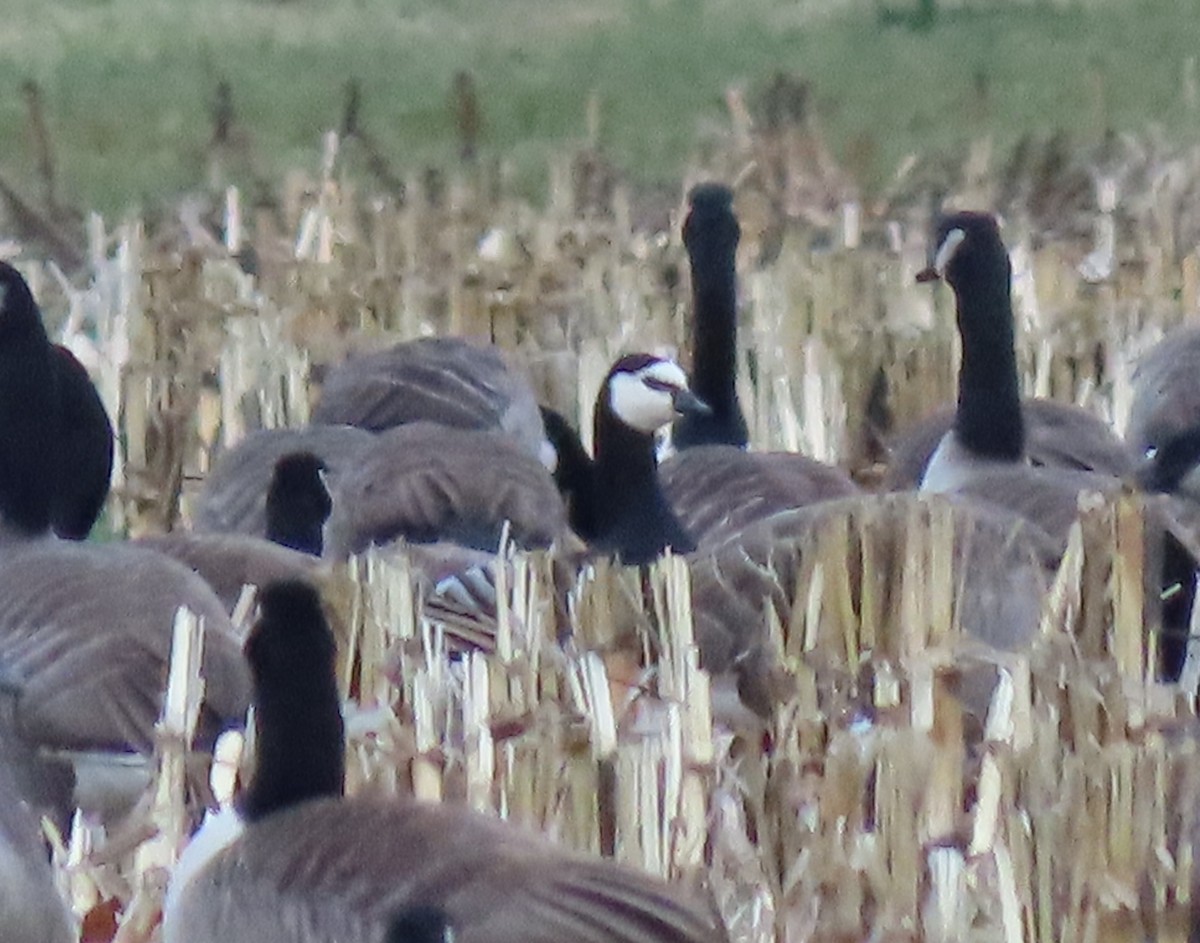 Barnacle Goose - ML646155495