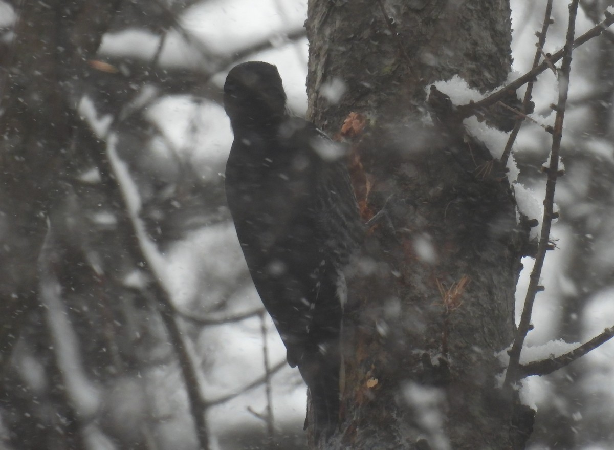 Black-backed Woodpecker - ML646155497