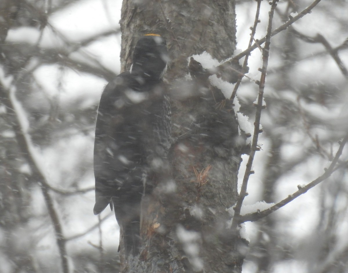 Black-backed Woodpecker - ML646155498