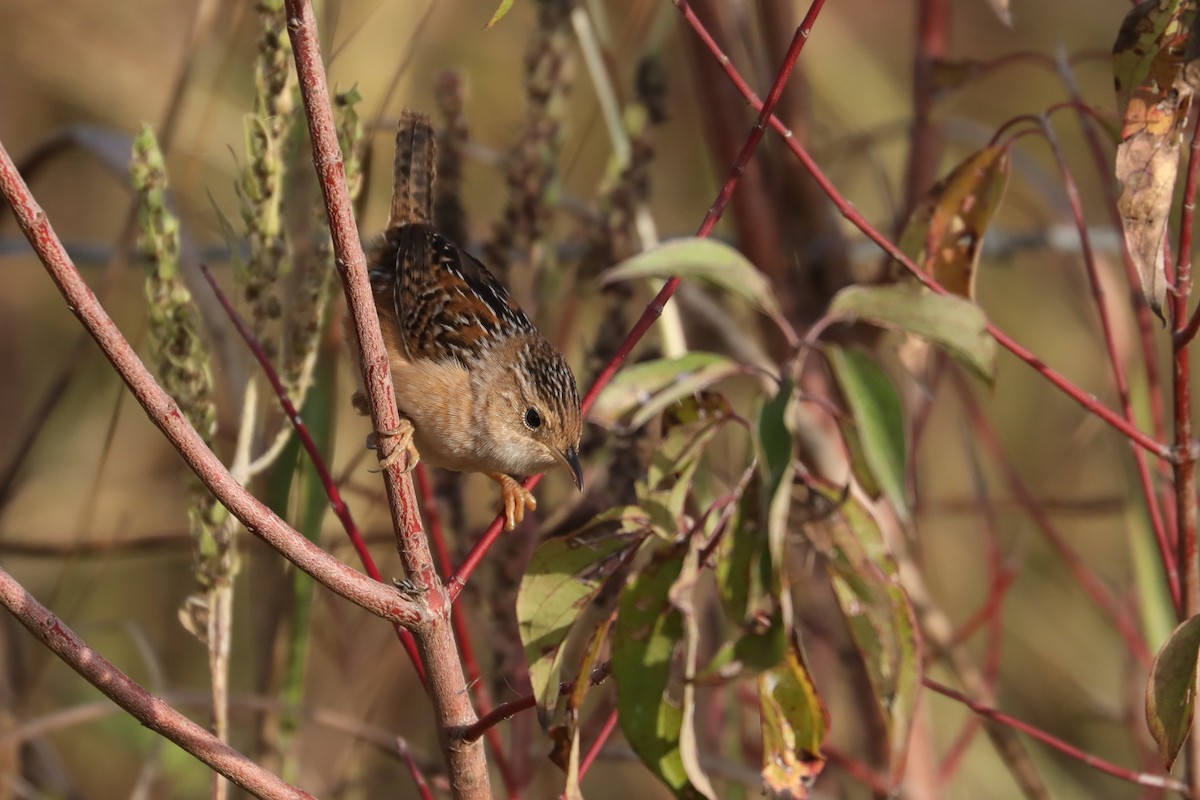 střízlík krátkozobý - ML646155499