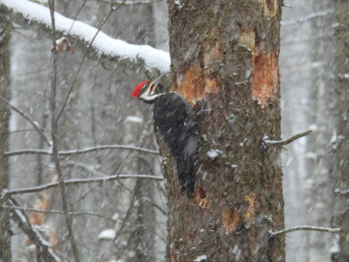 Pileated Woodpecker - ML646155509