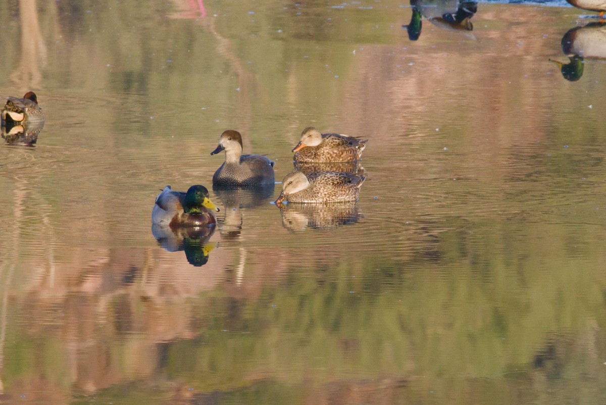 Gadwall - ML646155515