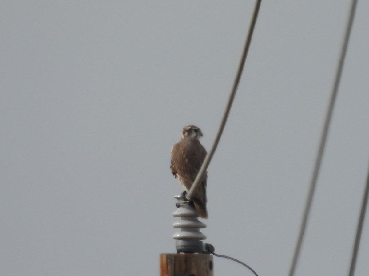 Prairie Falcon - ML646155516