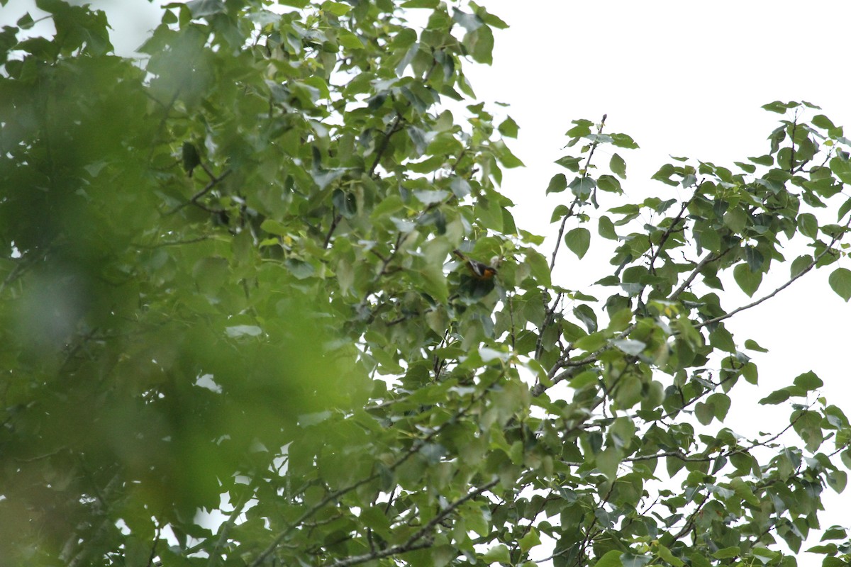 Bullock's Oriole - ML646155517