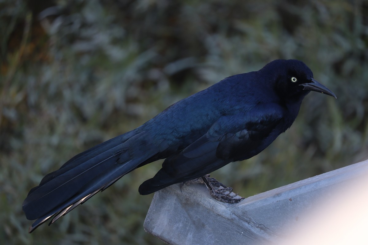 Great-tailed Grackle - ML646155518