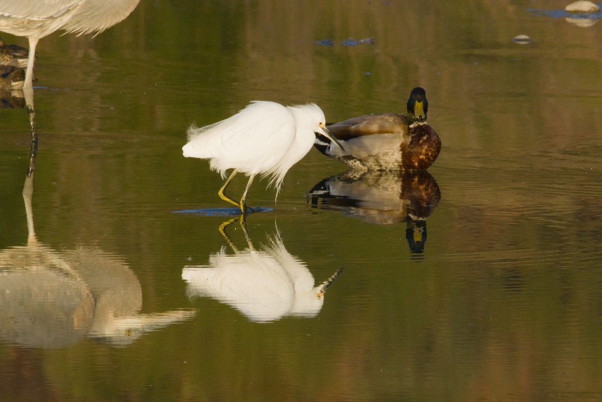 Snowy Egret - ML646155519