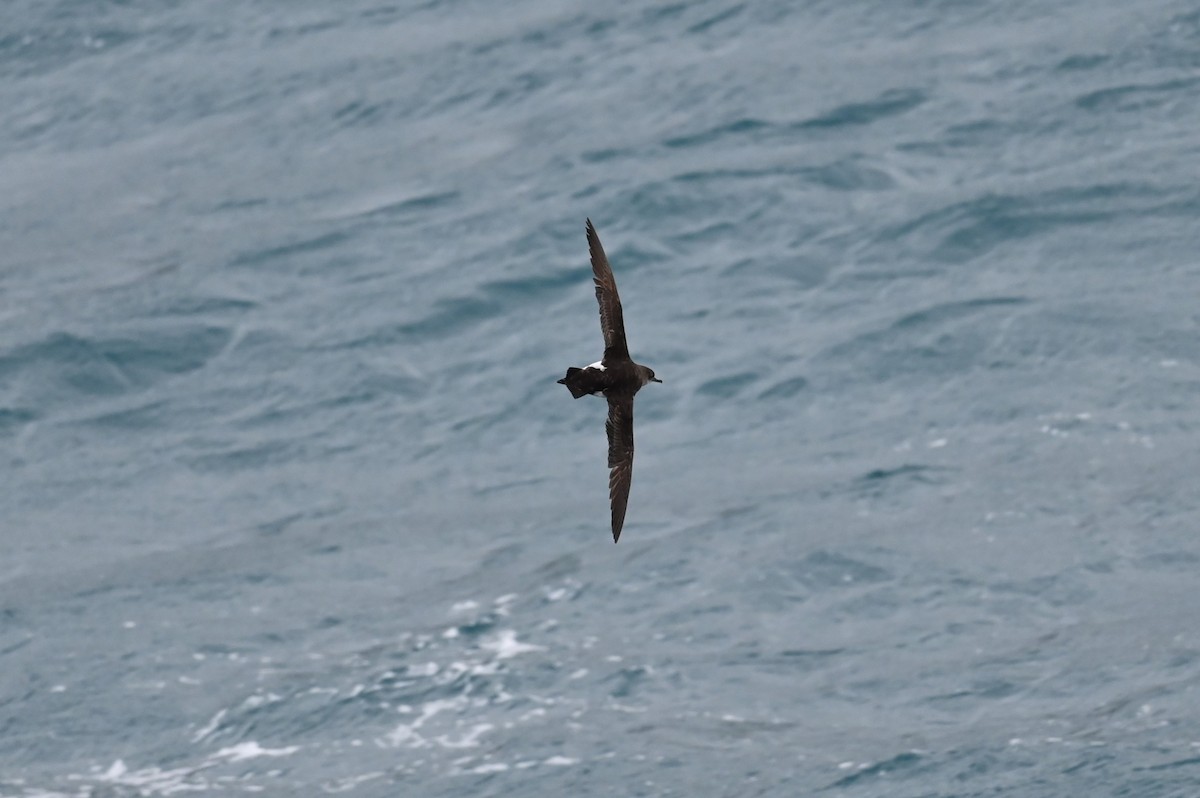 Fluttering Shearwater - ML646155520