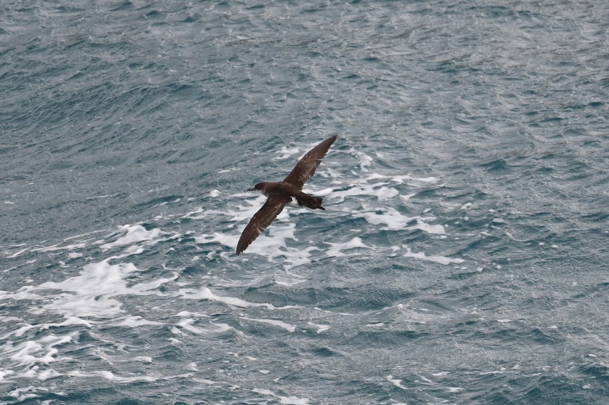 Fluttering Shearwater - ML646155521