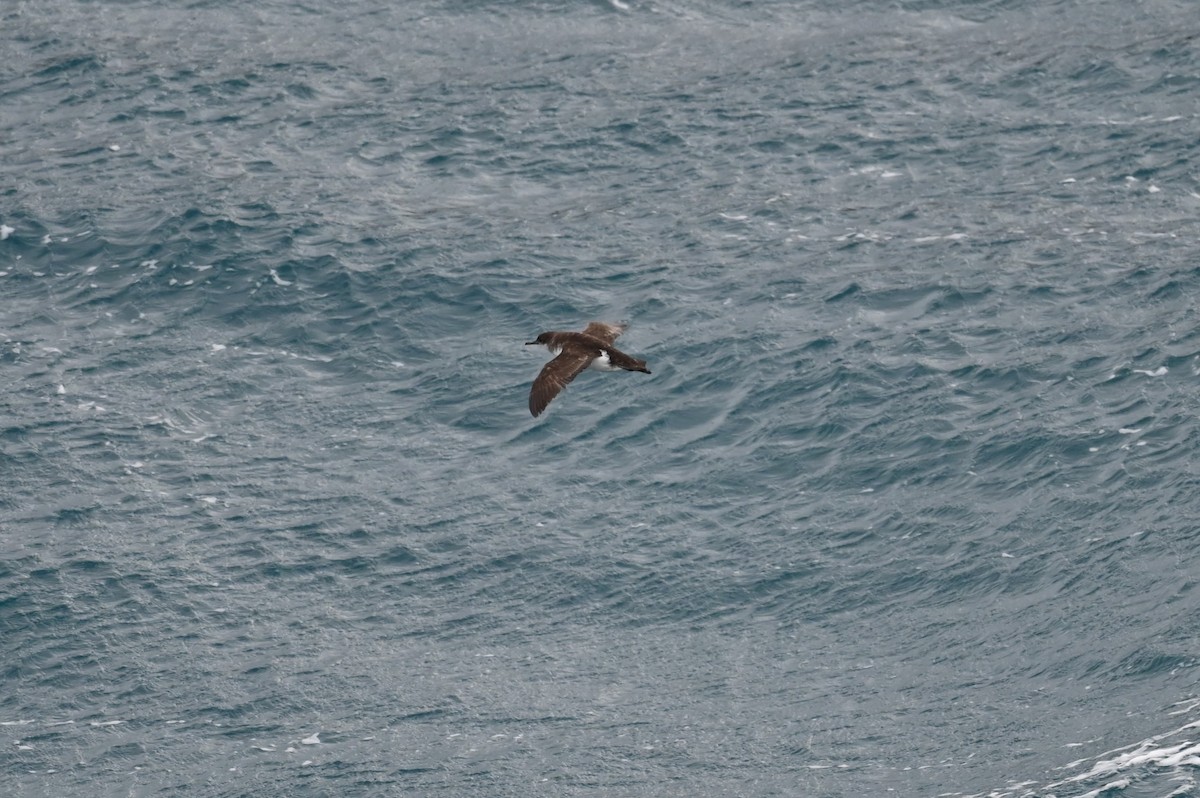 Fluttering Shearwater - ML646155522