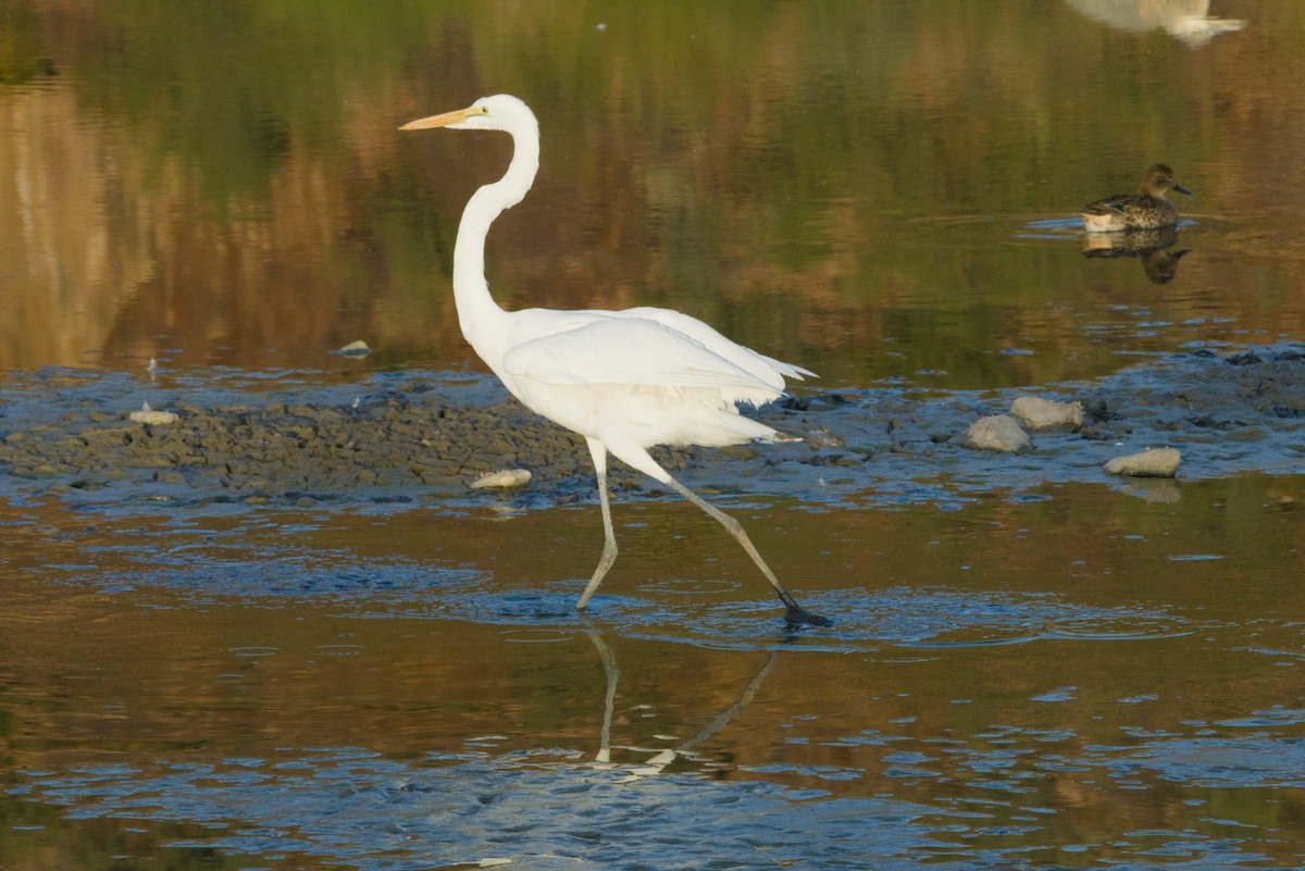 Great Egret - ML646155524