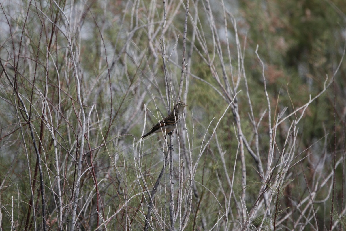 Spectacled Tyrant - ML646155525