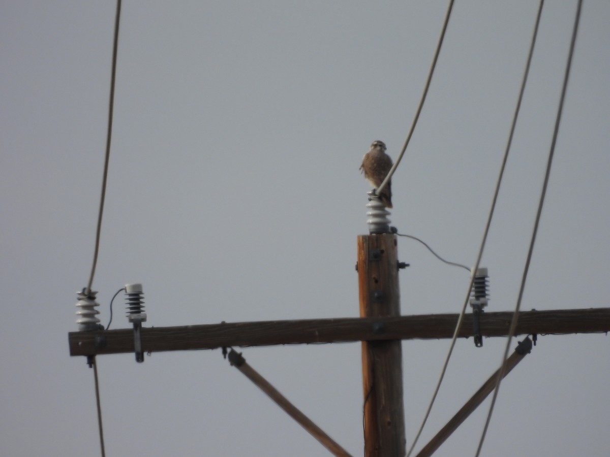 Prairie Falcon - ML646155526