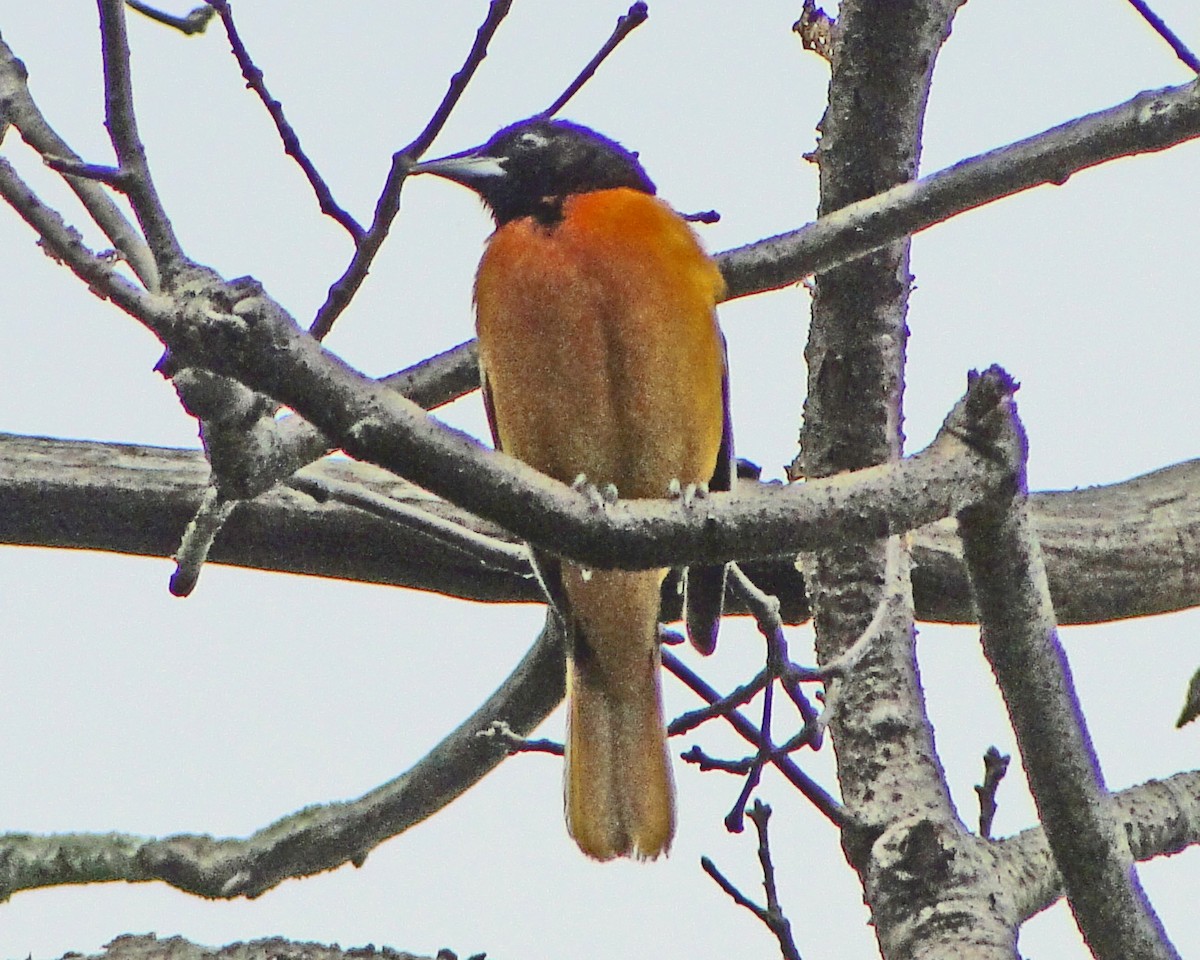 Балтиморский трупиал - ML646155528