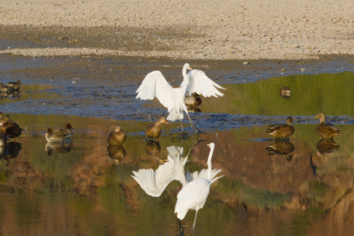 Great Egret - ML646155530