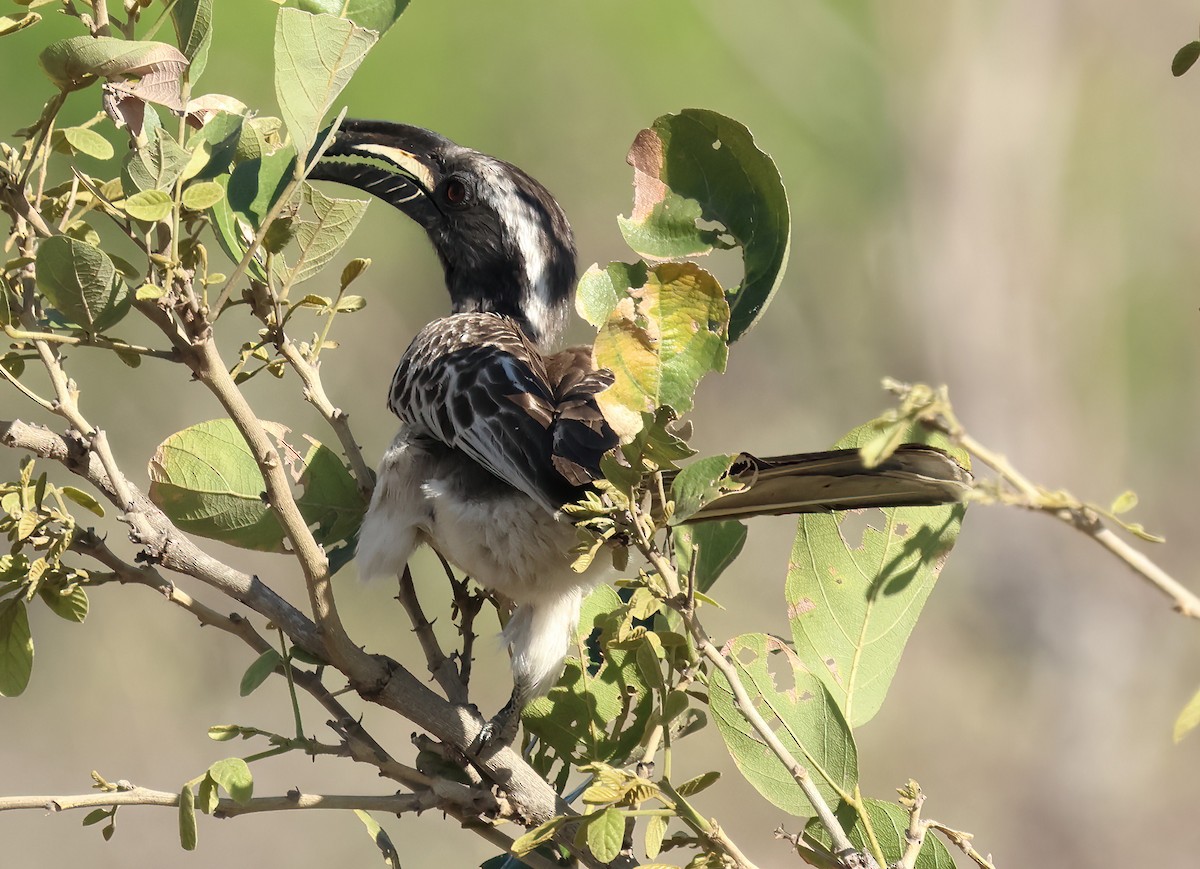 African Gray Hornbill - ML646155531