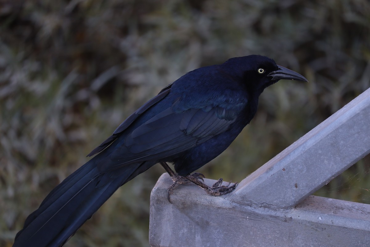 Great-tailed Grackle - ML646155532