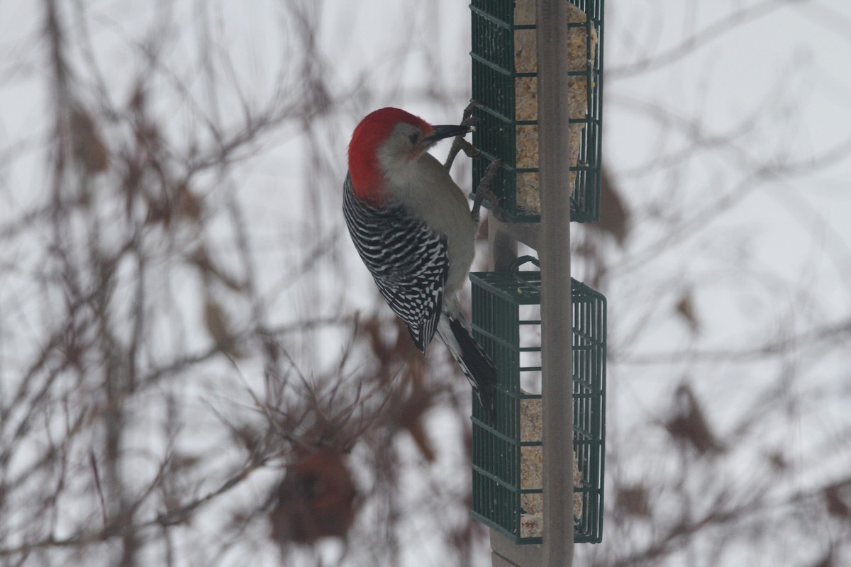 Red-bellied Woodpecker - ML646155533