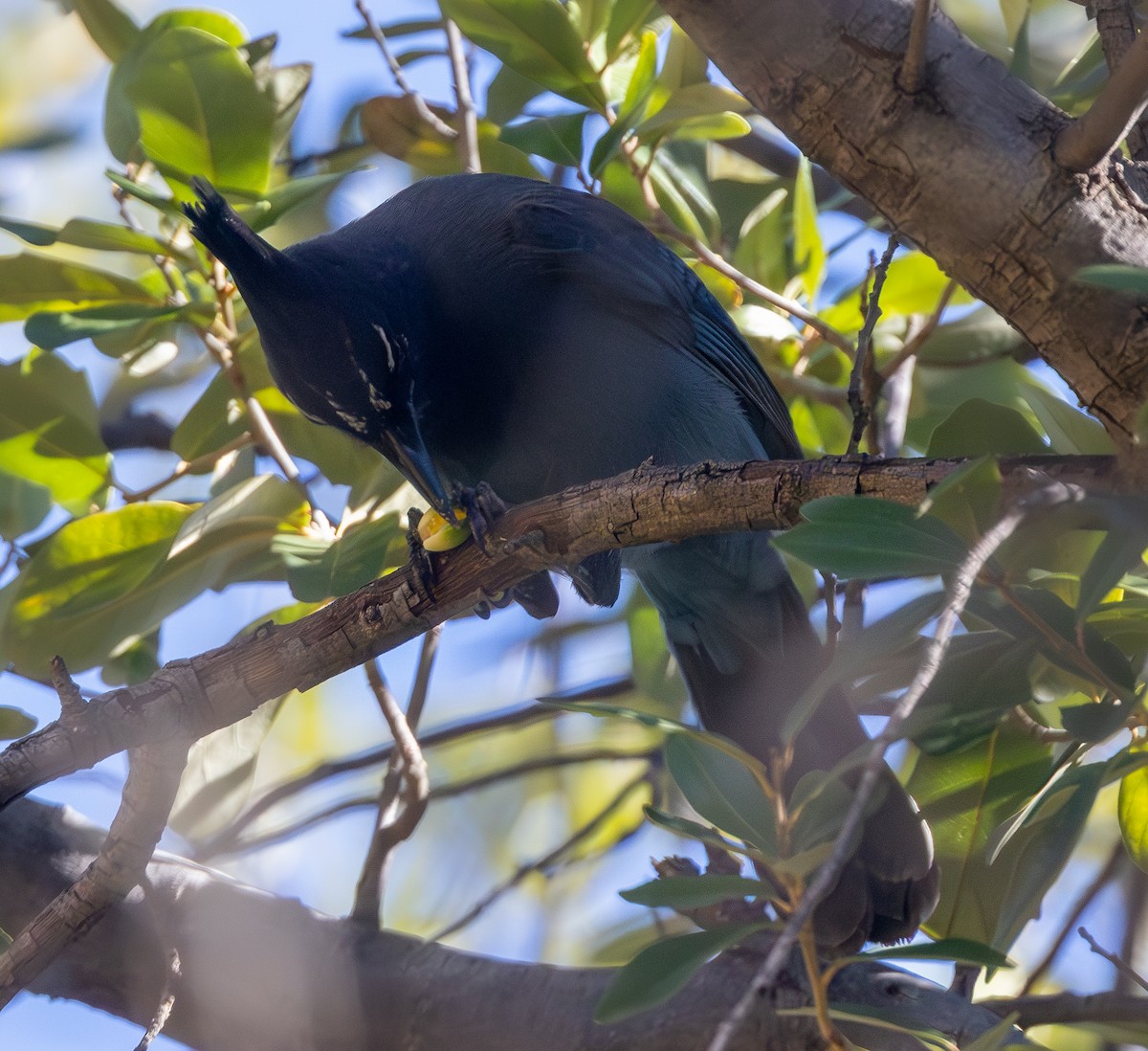 Steller's Jay - ML646155535