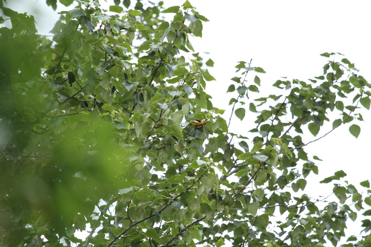 Bullock's Oriole - ML646155536