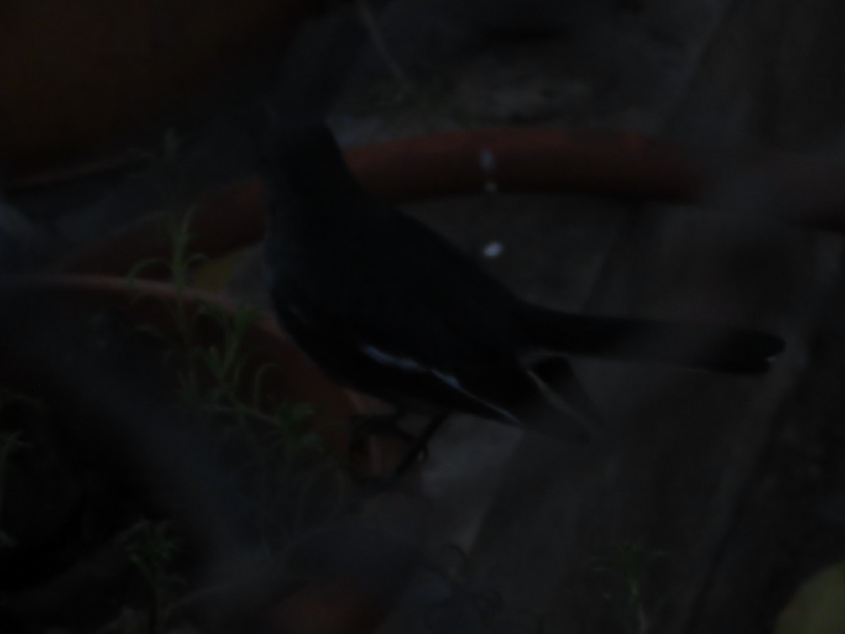 Oriental Magpie-Robin - ML646155539