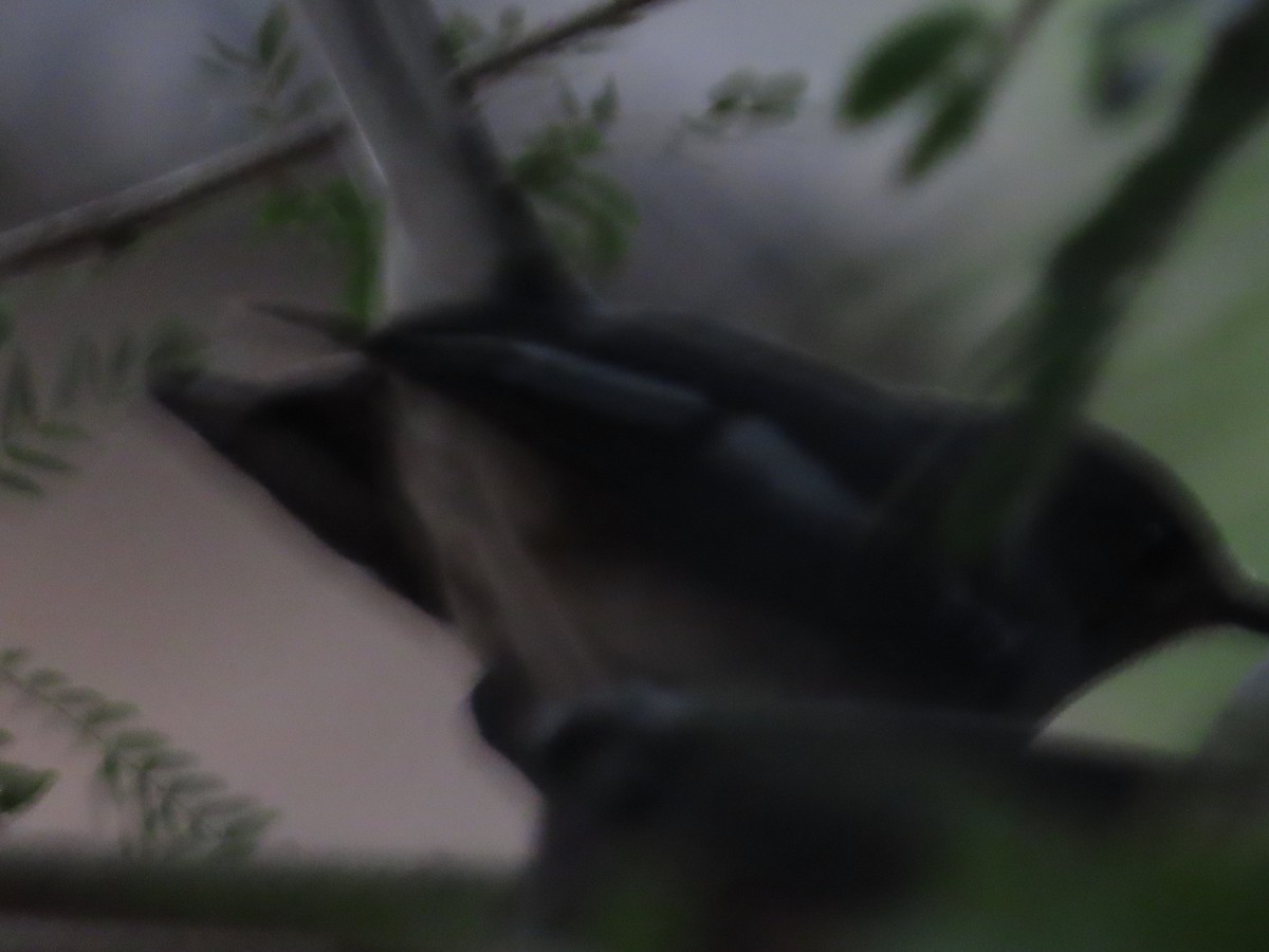 Oriental Magpie-Robin - ML646155540