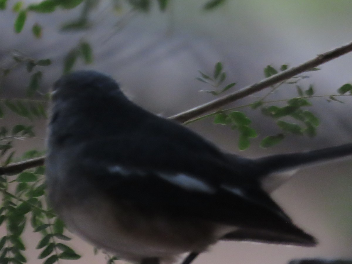 Oriental Magpie-Robin - ML646155541