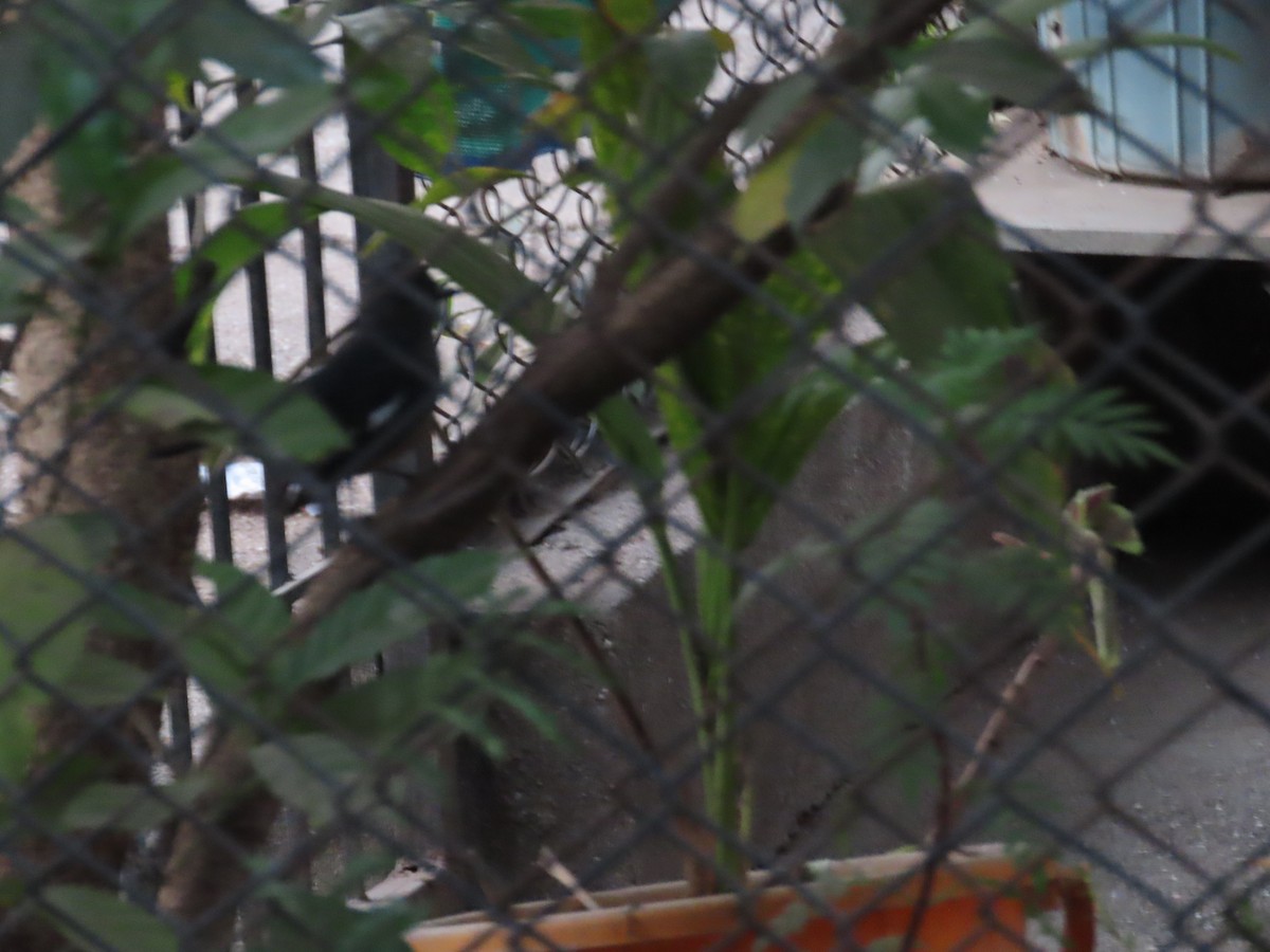 Oriental Magpie-Robin - ML646155542