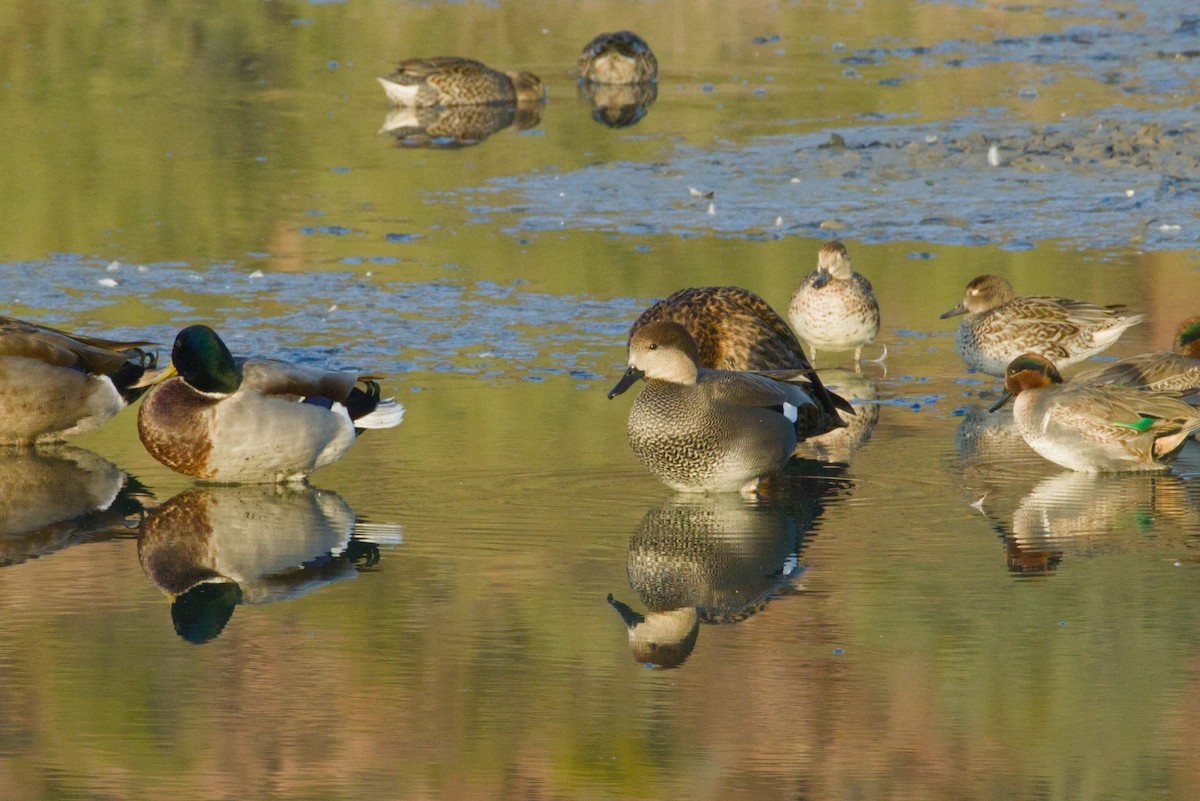 Gadwall - ML646155543