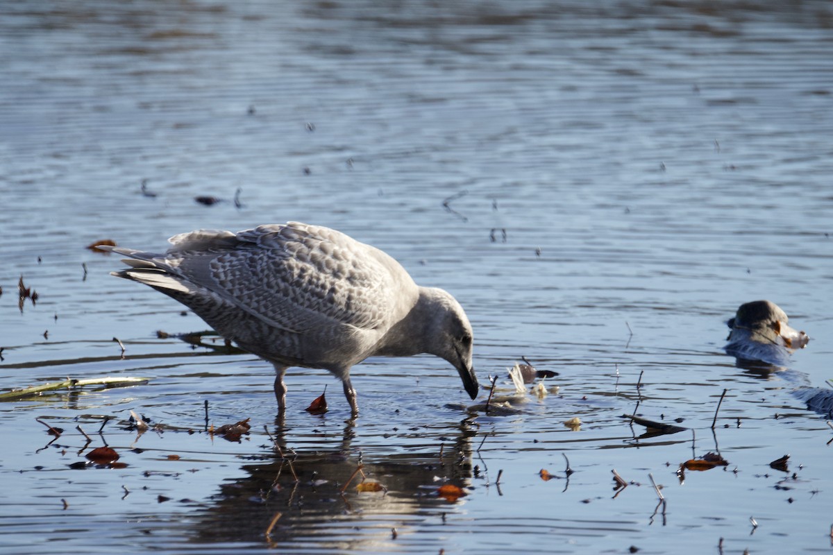 Glaucous-winged Gull - ML646155545
