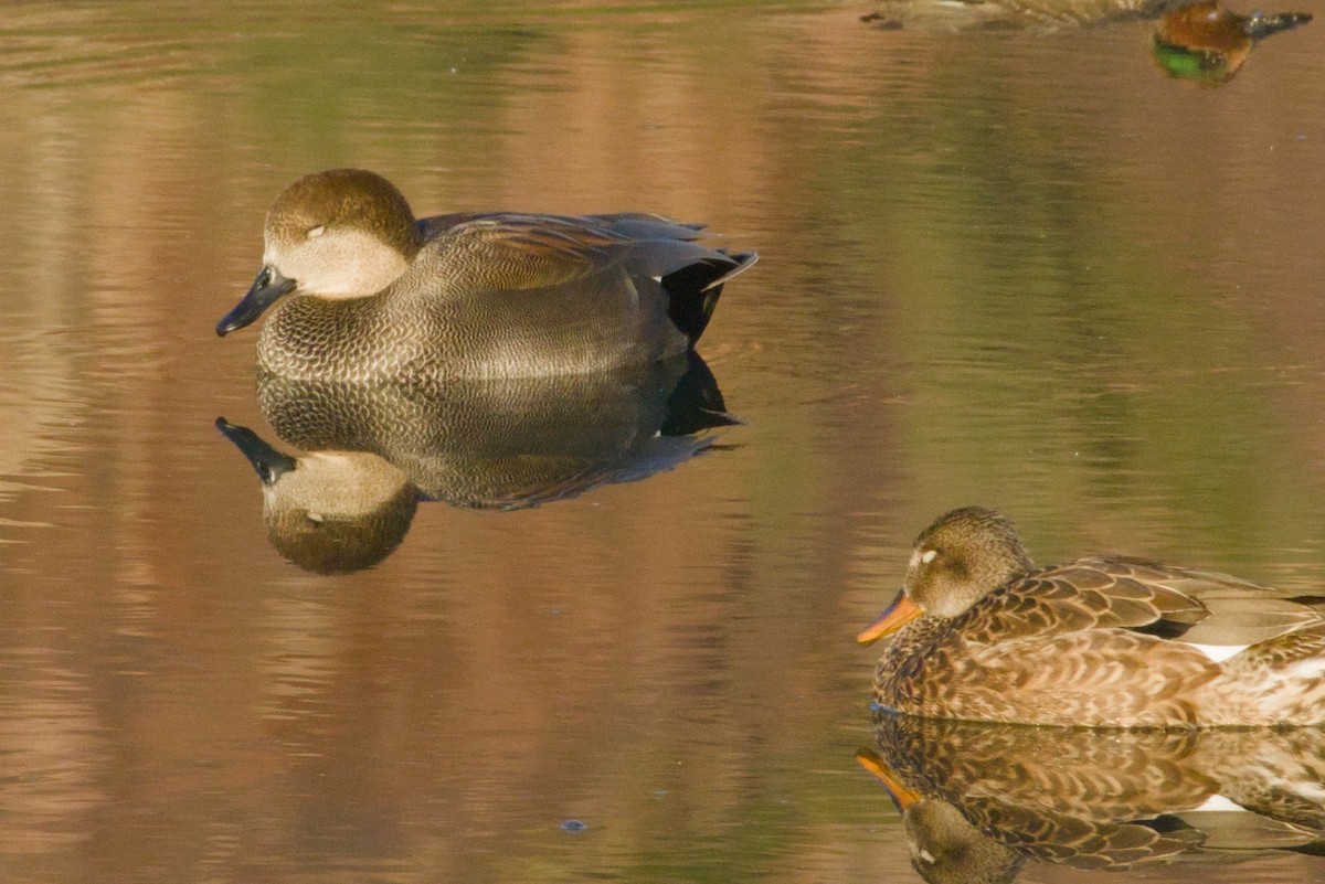 Gadwall - ML646155546
