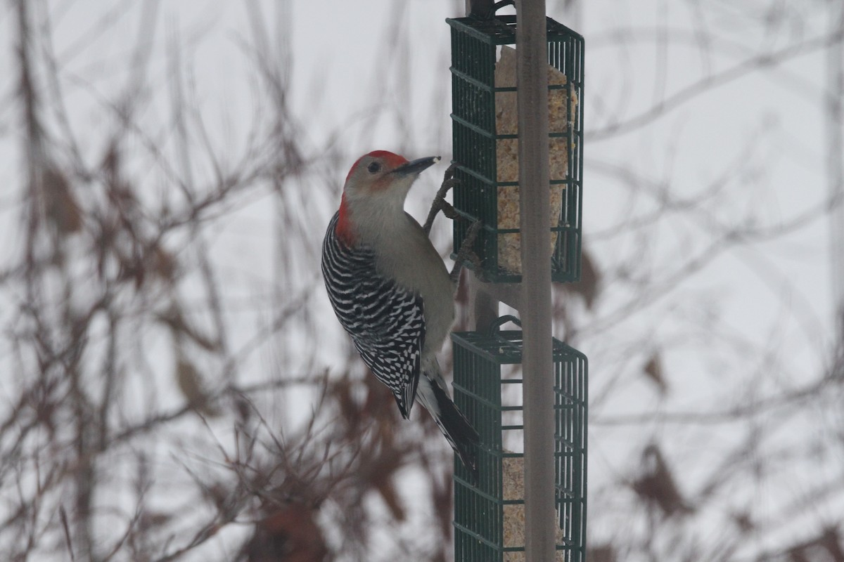 Red-bellied Woodpecker - ML646155549