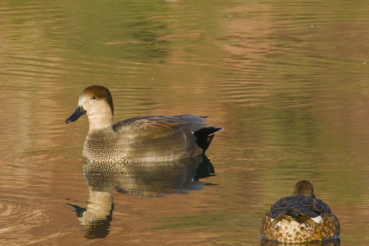 Gadwall - ML646155550